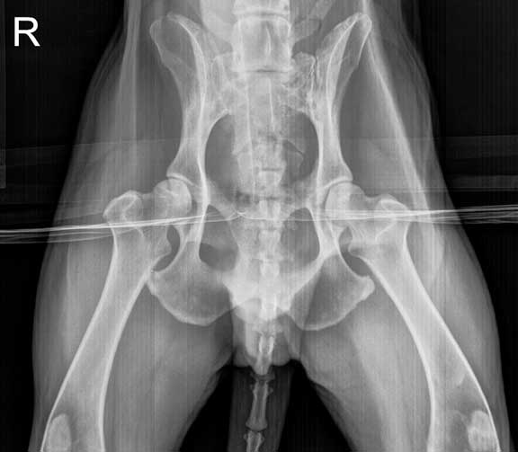X-Ray of dog with hip dysplasia