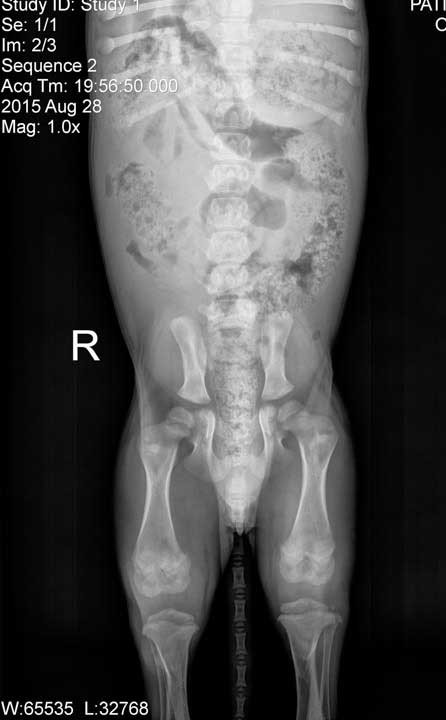 Pup hip x-ray