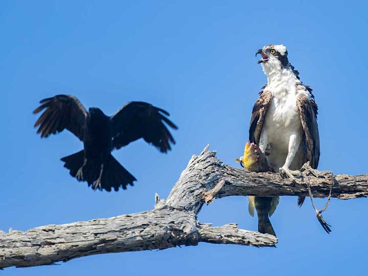 Crow harassing osprey