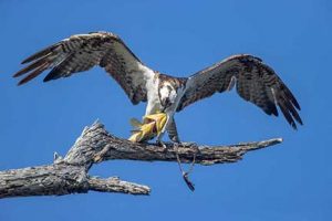 Osprey eating fish
