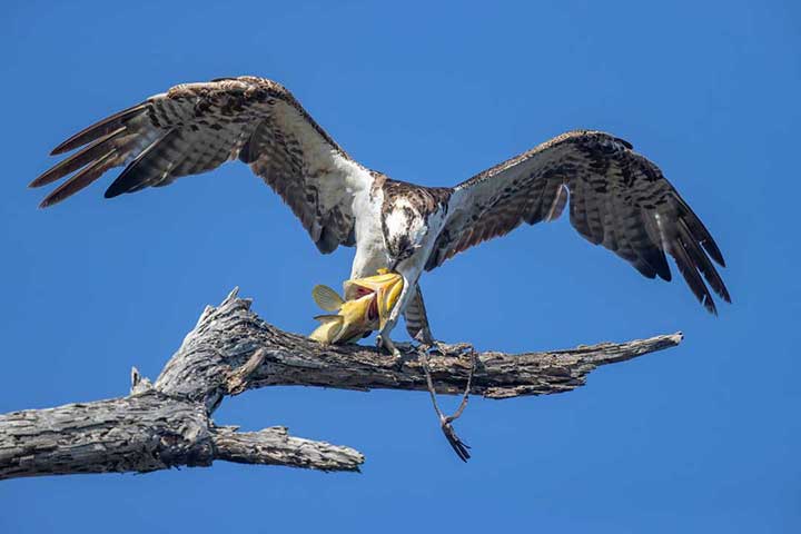 Osprey eating fish
