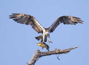 Osprey landing with fish