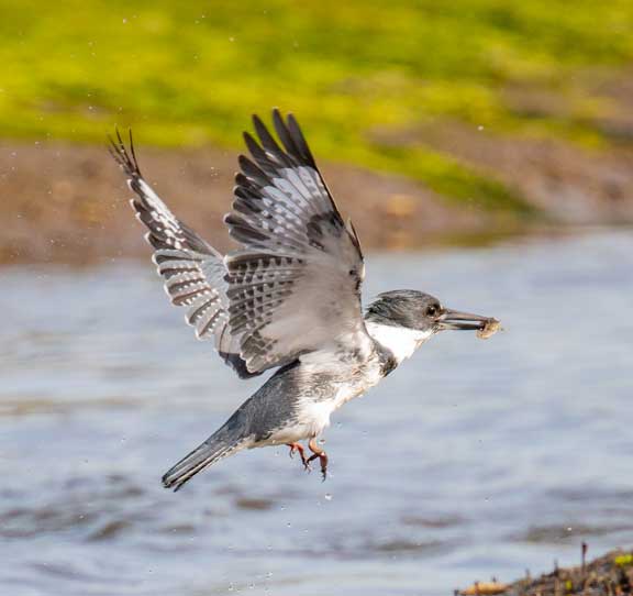 Belted kingfisher emerging from water with fish in beak