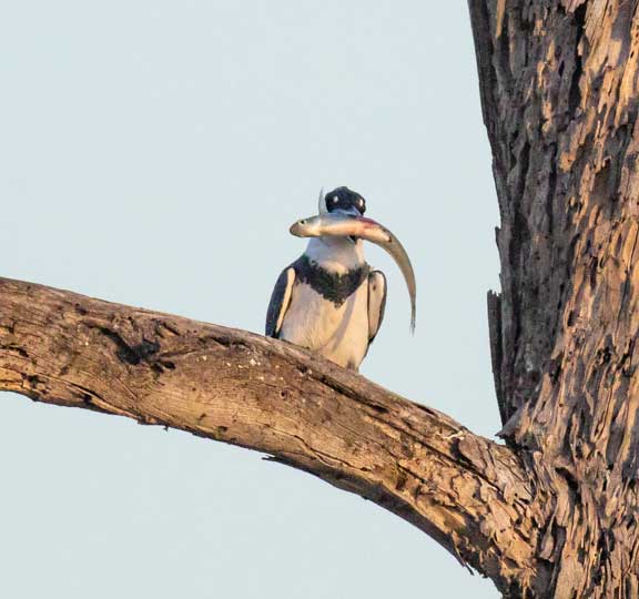 Belted kingfisher female perched with fish in mouth