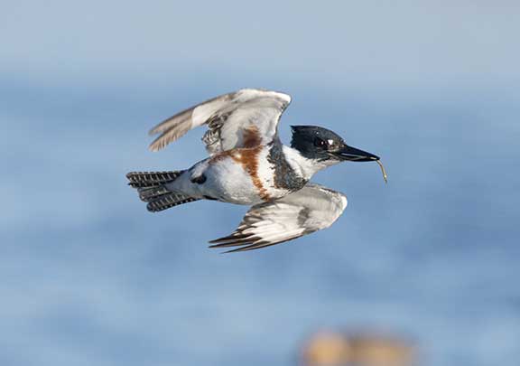 Belted Kingfisher flaying with fish