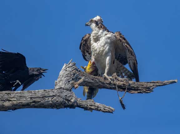 Osprey with fish in talons