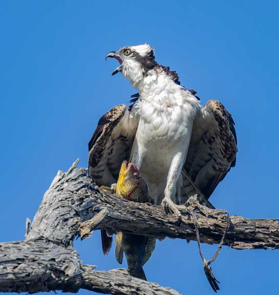 Osprey with fish in talons