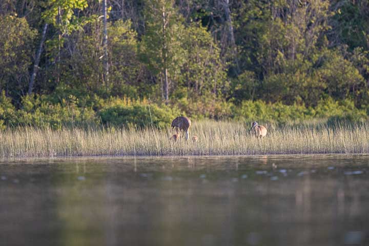 Sandhill crane chicks and adults