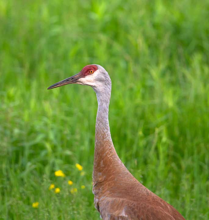Sandhill crane walking