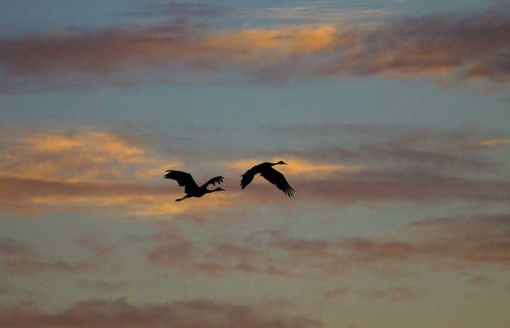 Sandhill cranes flying