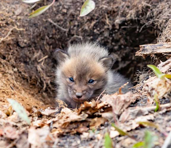 Baby fox peeking out of den