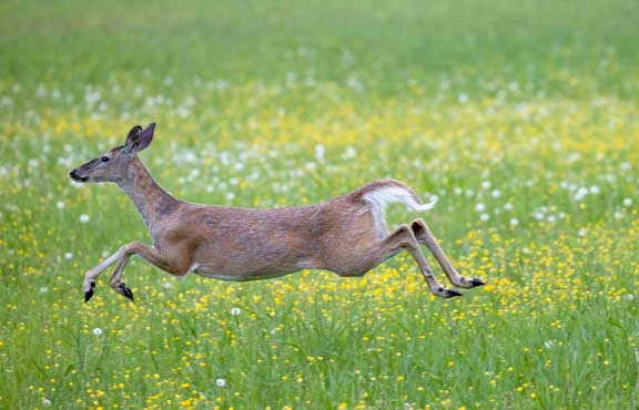 Deer running across field