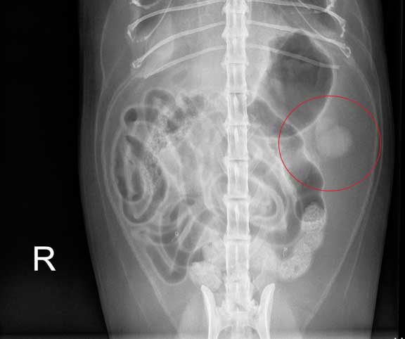X-ray of a cat with a shrunken left kidney.
