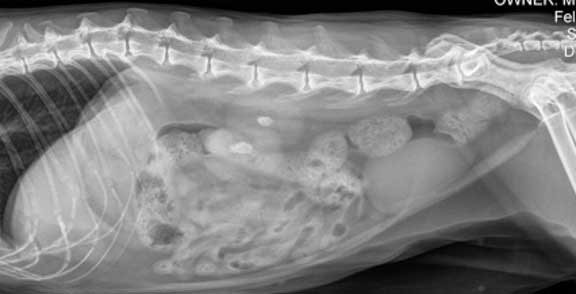 Cat abdominal radiograph with 2 kidney stones.