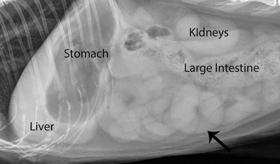 Abdominal contents labeled in cat.