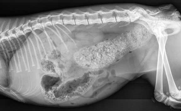 X-ray of a cat with obstipation.