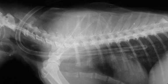 X-ray of a cat with feeding tube.