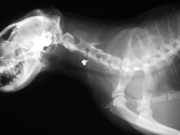 X-ray of a cat with a pellet in its neck.