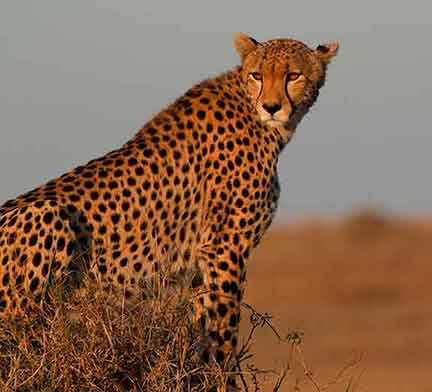 Picture of a cheetah on a termite mound in the morning sun