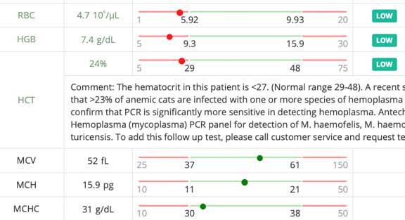 Feline blood panel showing anemia.