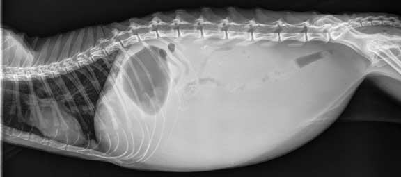 Cat radiograph showing fluid in the abdomen called ascites.