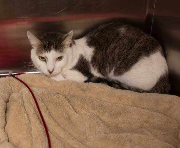 Cat receiving a blood transfusion.