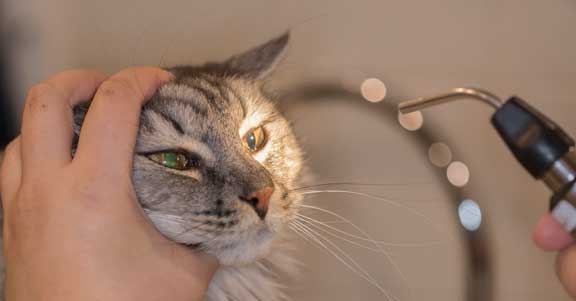Feline eye exam with a light.