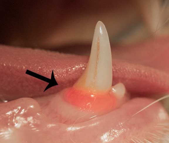 Arrow pointing to gingivitis in cat mouth.