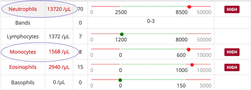 Feline blood panels showing a high WBC count called neutrophilic.