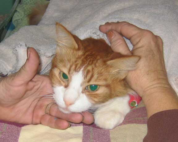 Hospitalized cat being cared for by nurse with TLC.