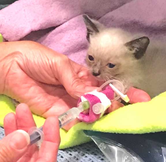 Kitten receiving and IV injection.