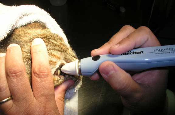 Tonopen eye exam for glaucoma.