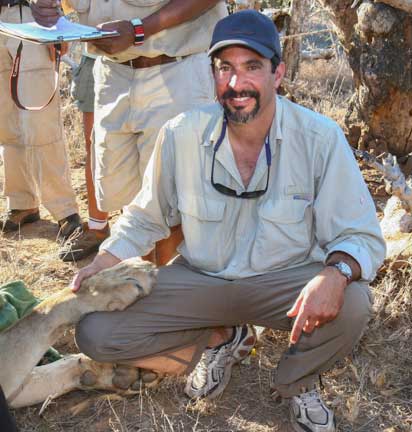 Dr. P with an anesthetized lion
