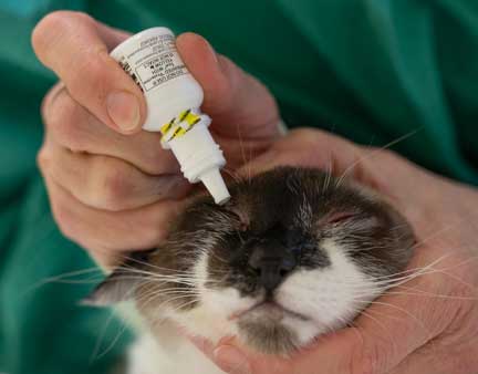 Putting eye drops in a cat's eye