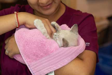 A cat wrapped in a towel as it wakes up from anesthesia