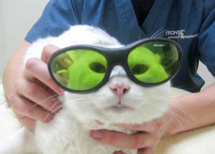 This cat loved wearing the laser glasses for weekly treatments