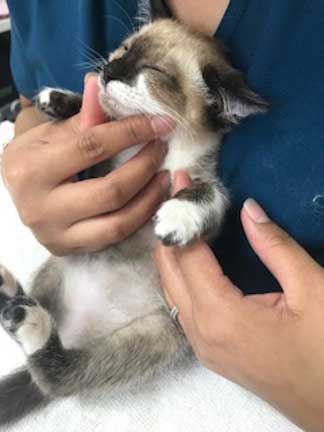 Young kitten getting petted by a stranger