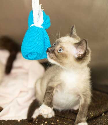 Kitten playing with a hanging ball