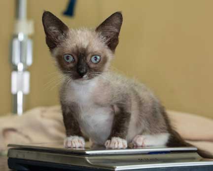 Sick kitten being weighed on a gram scale