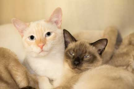 Picture of two kittens cuddling