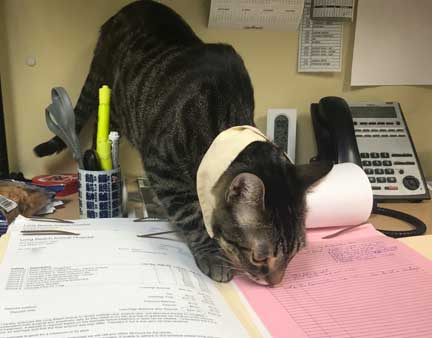 Groot our mascot cat reviewing a medical record