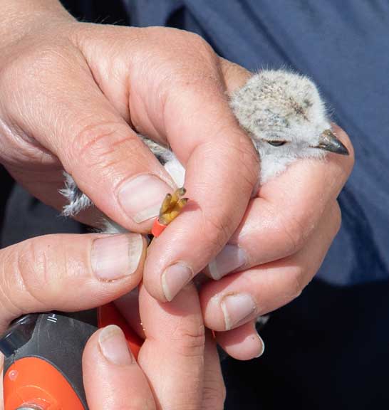A tagged piping plover