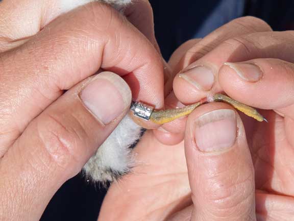 A banded piping plover