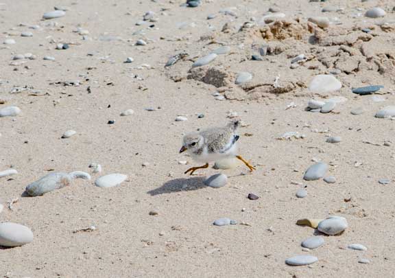 A running piping plover chick