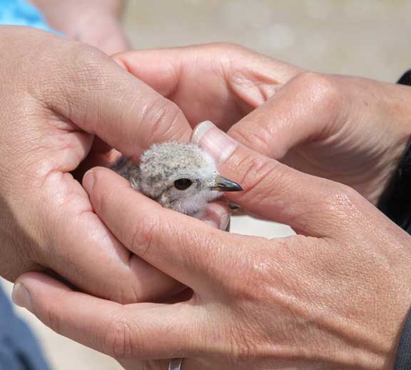 Holding a piping plover