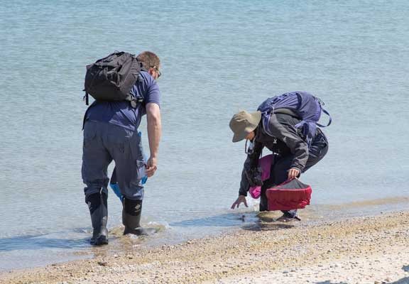 Capturing a piping plover chics