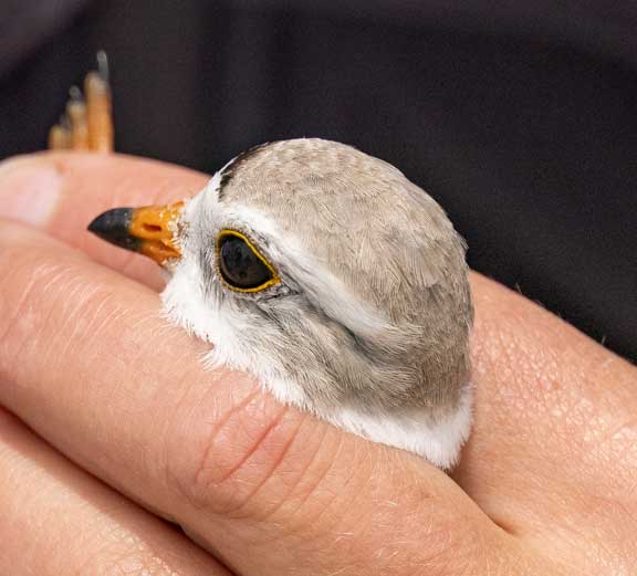Holding a piping plover