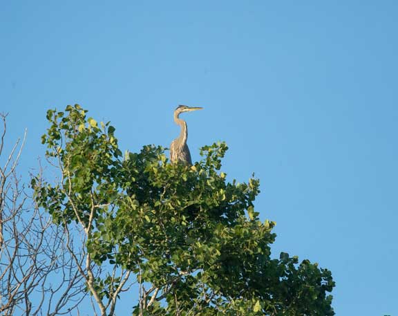 Heron perching atop a tree