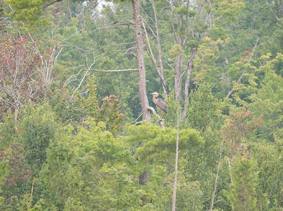Heron perching in a tree at the forest edge