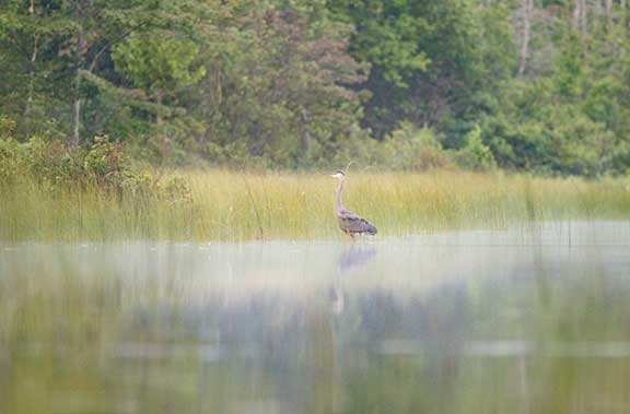 Heron wading in the lake